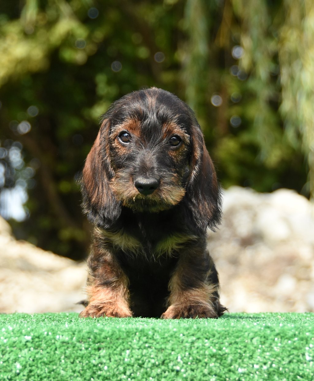 "Sushi" • ANNOUNCING THE STAR Optimus Canis