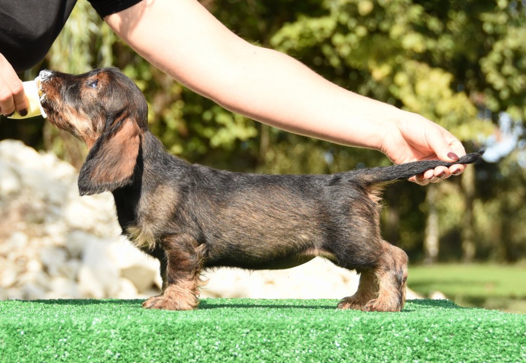 "Sushi" • ANNOUNCING THE STAR Optimus Canis