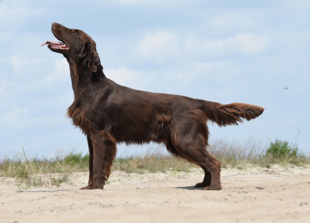 "Scotch" • HUNTING LIKE A PRO Optimus Canis