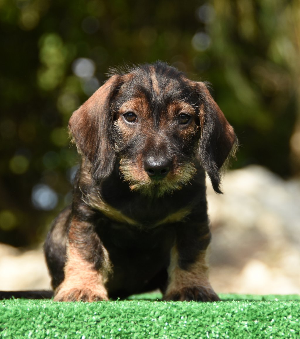 "Rollca" • ANNOUNCING THE QUEEN Optimus Canis