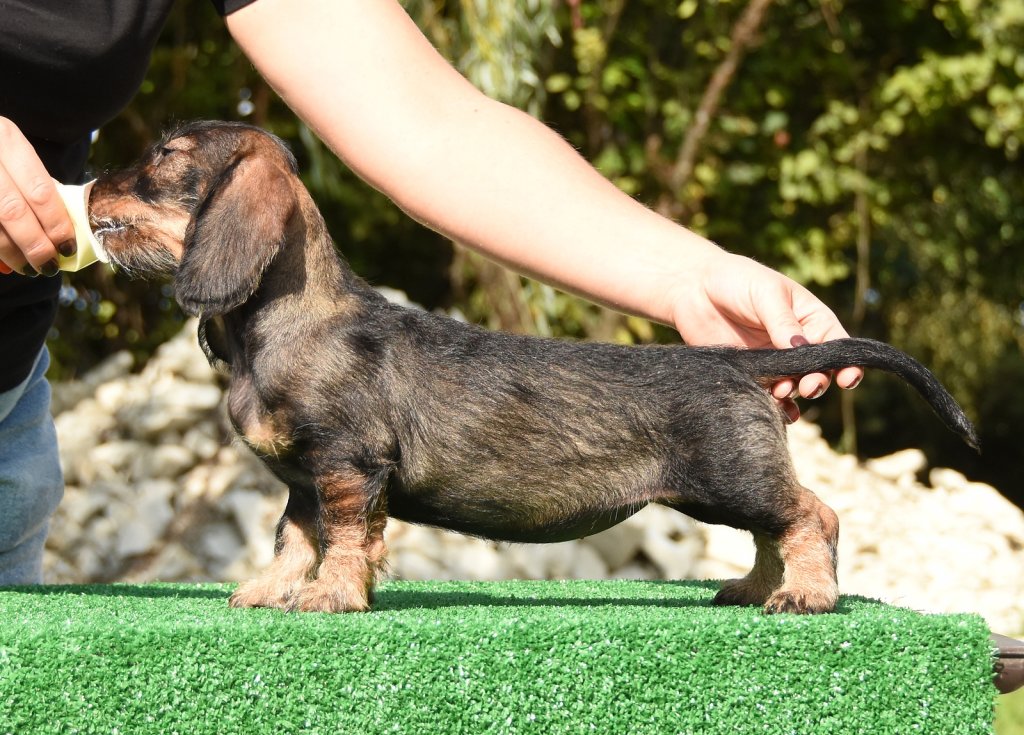 "Rollca" • ANNOUNCING THE QUEEN Optimus Canis