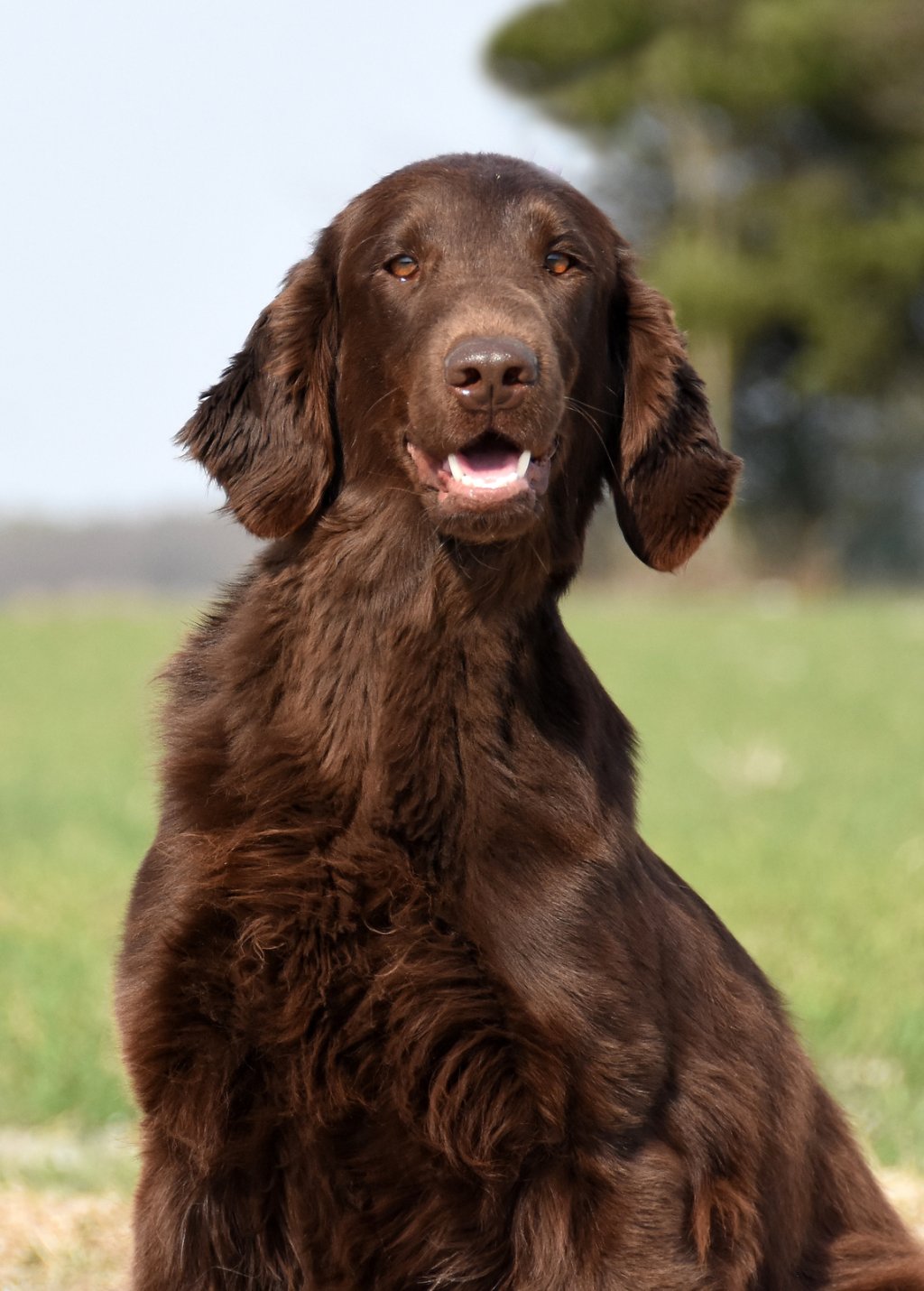 "Hexa" • ZOOM ON THE BROOM Optimus Canis