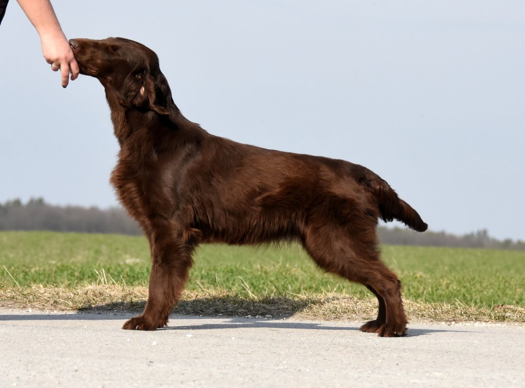 "Hexa" • ZOOM ON THE BROOM Optimus Canis