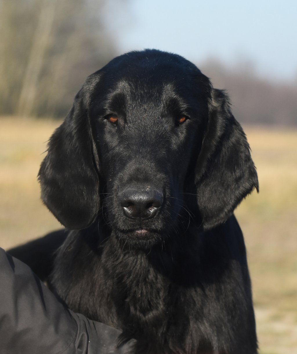 "Falcon" • YOU'RE MY NIGHT SHADE Moloseum