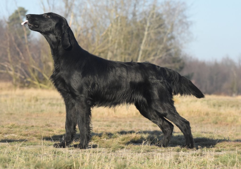 "Falcon" • YOU'RE MY NIGHT SHADE Moloseum