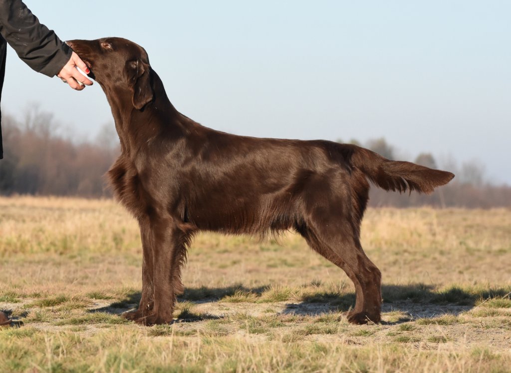 "Brimsley" • CRASH BOOM BASH Optimus Canis