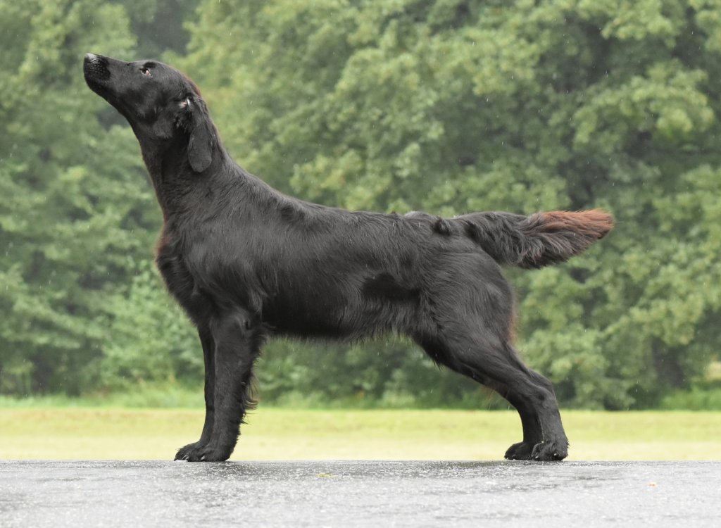 "Dhalia" • GO FOR IT Optimus Canis