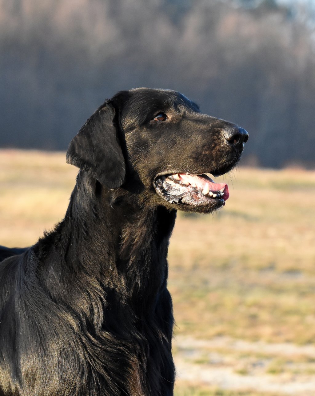 "Tokyo" • SING TO PULL STRING Optimus Canis