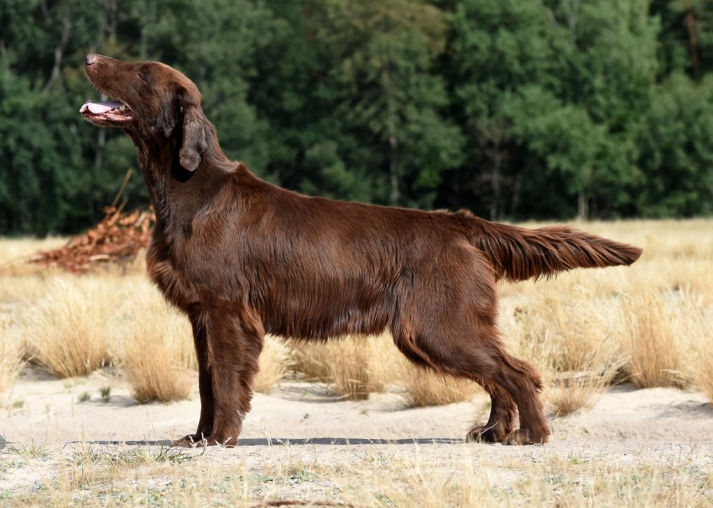 "Scotch" • HUNTING LIKE A PRO Optimus Canis