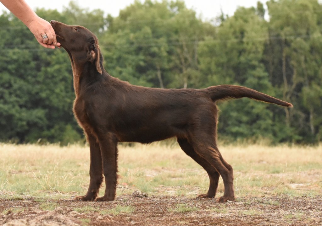 "Lilibet" • FOR THOSE WHO RULE Optimus Canis