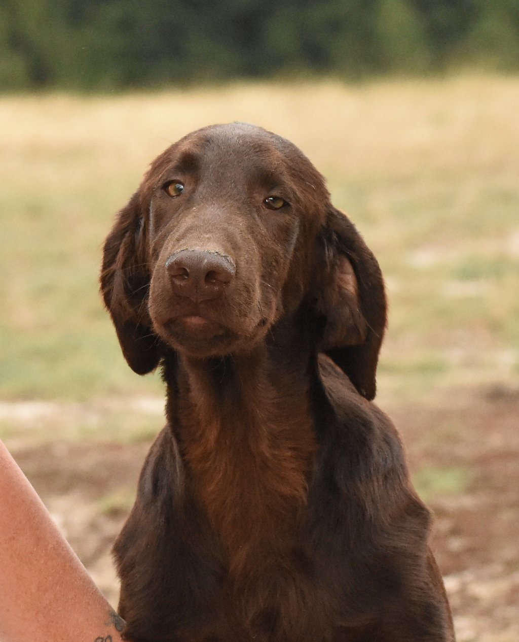 "Lilibet" • FOR THOSE WHO RULE Optimus Canis