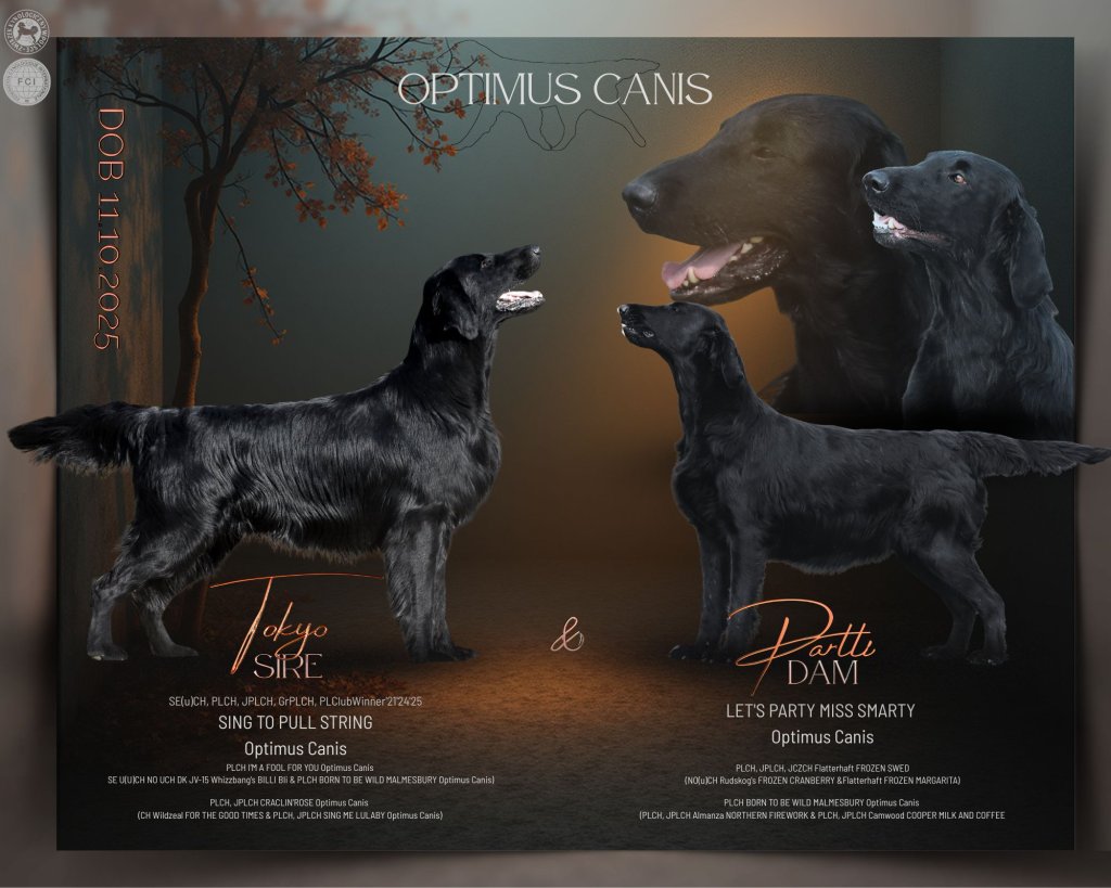 Miot / Litter ""NEVER""