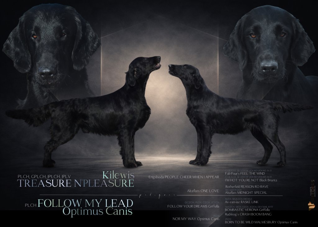 Miot / Litter ""TREASURE""