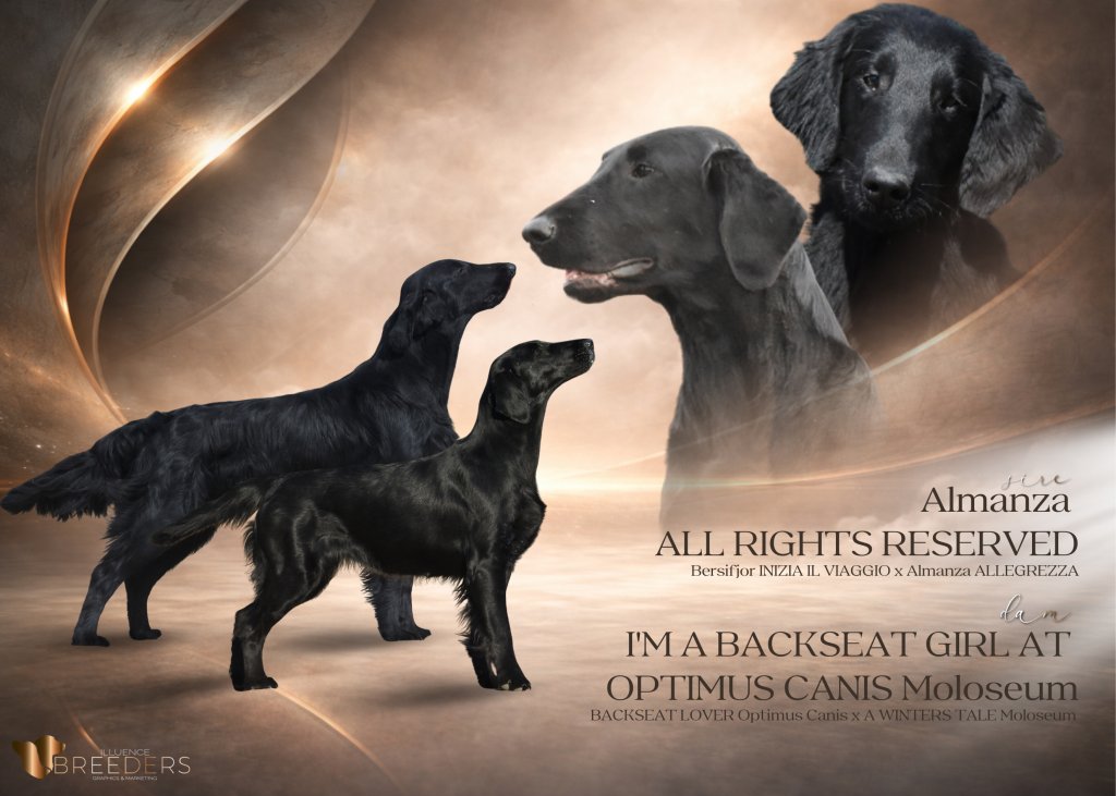 Miot / Litter ""ALL""