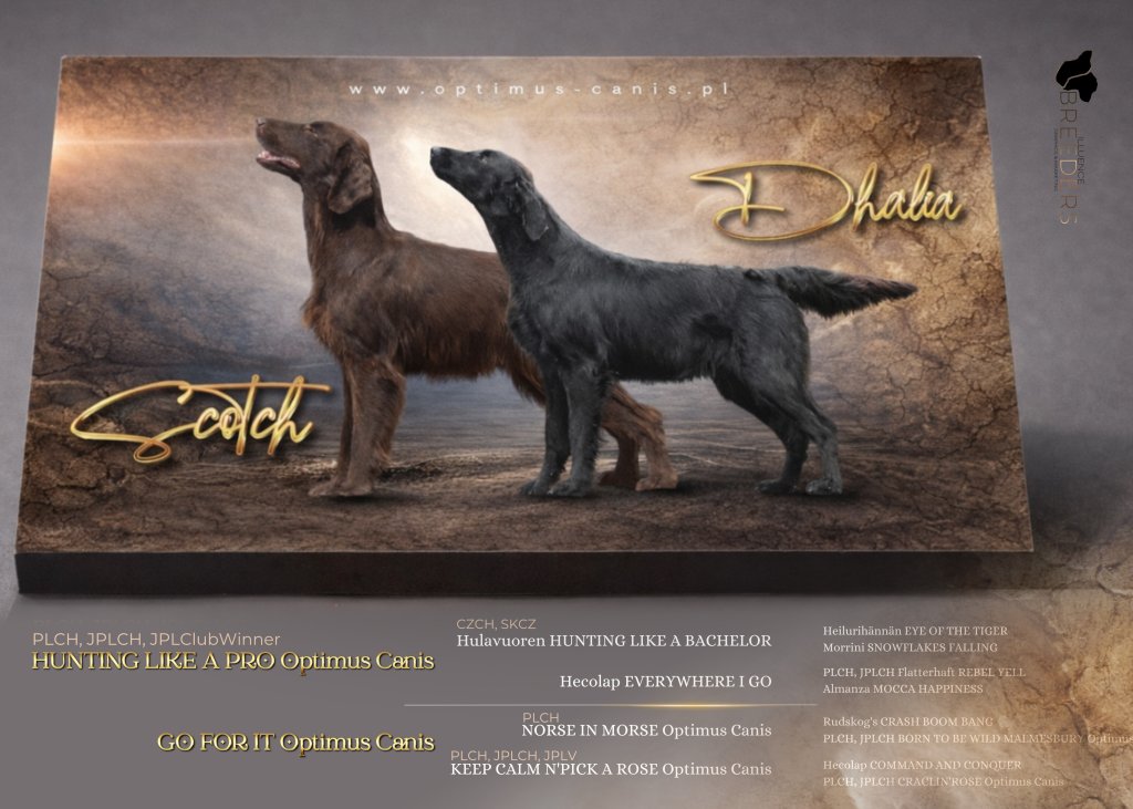 Miot / Litter ""HUNT""